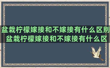 盆栽柠檬嫁接和不嫁接有什么区别 盆栽柠檬嫁接和不嫁接有什么区别图片